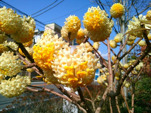 f:id:nonamed:20160308204932j:plain f:id:nonamed:20160308204932j:plain