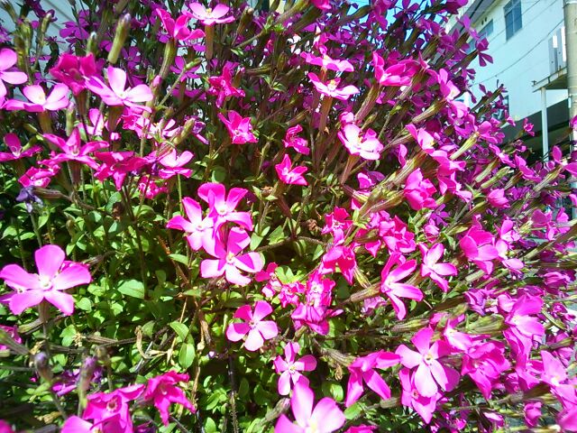 f:id:nonamed:20160308204943j:plain f:id:nonamed:20160308204943j:plain