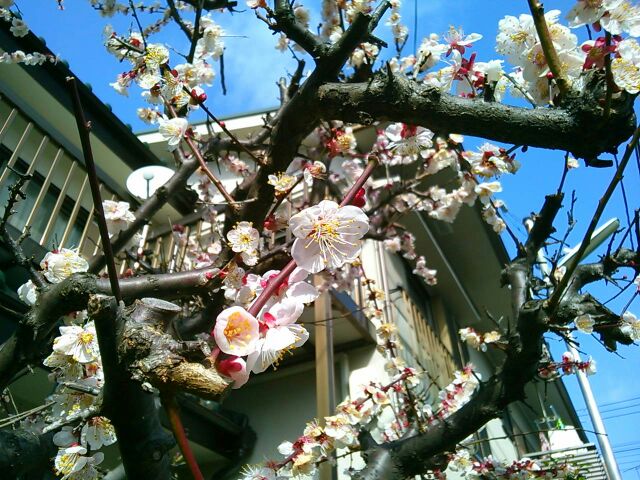 f:id:nonamed:20160308205053j:plain f:id:nonamed:20160308205053j:plain