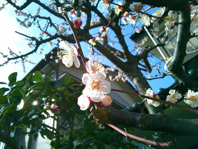 f:id:nonamed:20160308205111j:plain f:id:nonamed:20160308205111j:plain