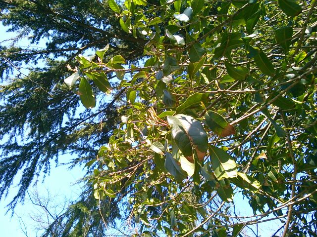 f:id:nonamed:20160318010102j:plain