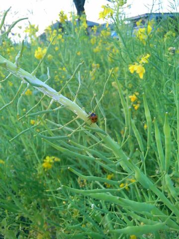 f:id:nonamed:20160320001941j:plain