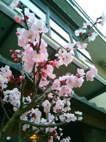 f:id:nonamed:20160322234648j:plain f:id:nonamed:20160322234648j:plain