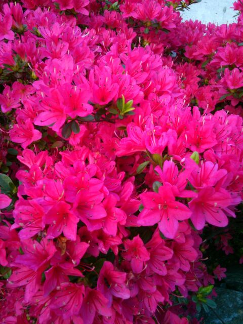 f:id:nonamed:20160420144859j:plain f:id:nonamed:20160420144859j:plain