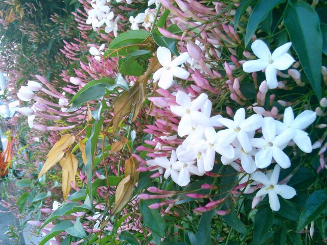 f:id:nonamed:20160420145116j:plain f:id:nonamed:20160420145116j:plain
