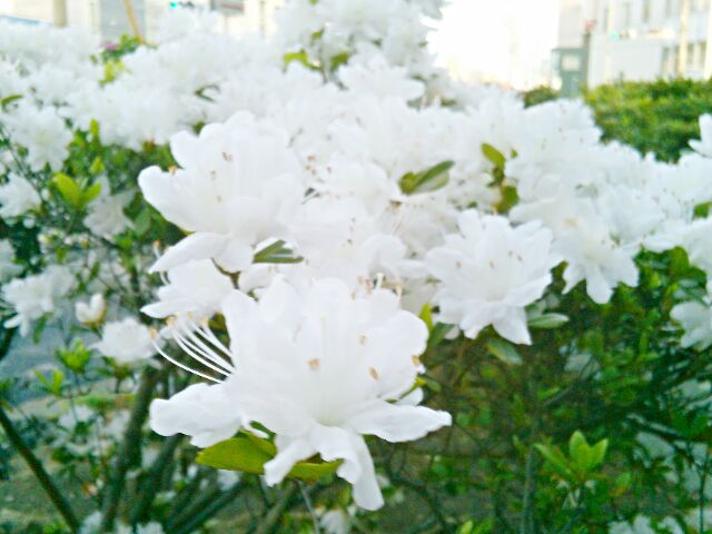 f:id:nonamed:20160420145257j:plain f:id:nonamed:20160420145257j:plain