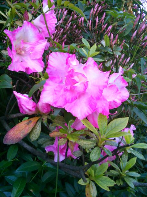 f:id:nonamed:20160420145438j:plain f:id:nonamed:20160420145438j:plain