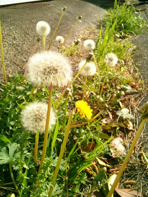 f:id:nonamed:20160420145644j:plain f:id:nonamed:20160420145644j:plain