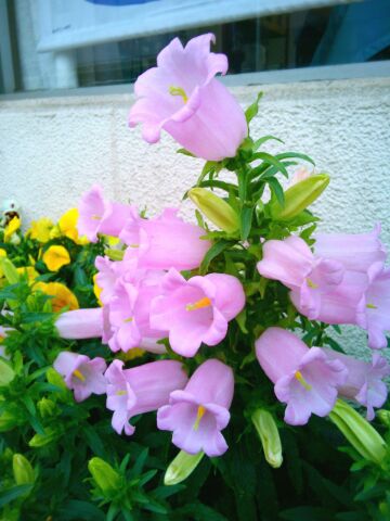 f:id:nonamed:20160424230239j:plain