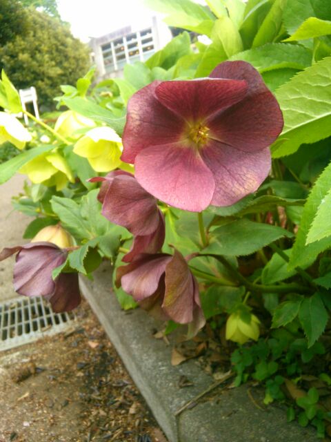 f:id:nonamed:20160428111714j:plain f:id:nonamed:20160428111714j:plain