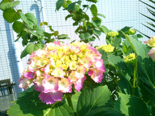f:id:nonamed:20160523095508j:plain
