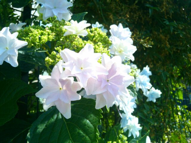 f:id:nonamed:20160527234854j:plain