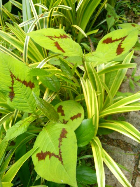 f:id:nonamed:20160612003518j:plain