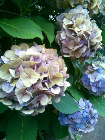 f:id:nonamed:20160701235318j:plain f:id:nonamed:20160701235318j:plain