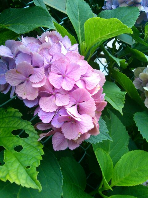 f:id:nonamed:20160701235420j:plain f:id:nonamed:20160701235420j:plain