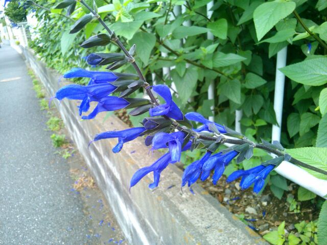 f:id:nonamed:20160701235740j:plain f:id:nonamed:20160701235740j:plain