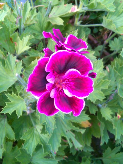 f:id:nonamed:20160702163036j:plain