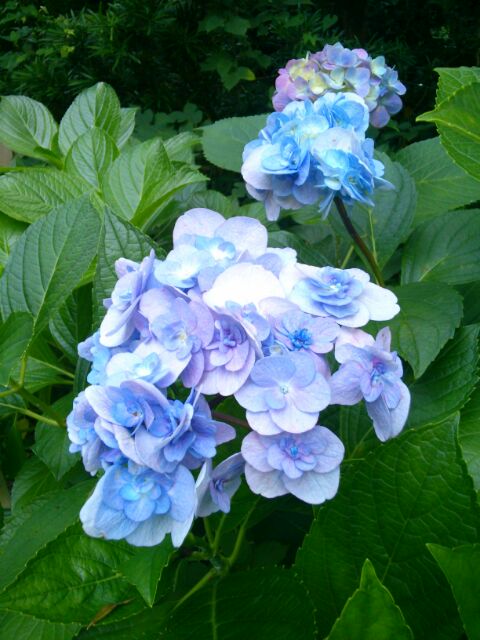 f:id:nonamed:20160713091849j:plain