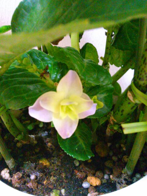 f:id:nonamed:20160810172445j:plain