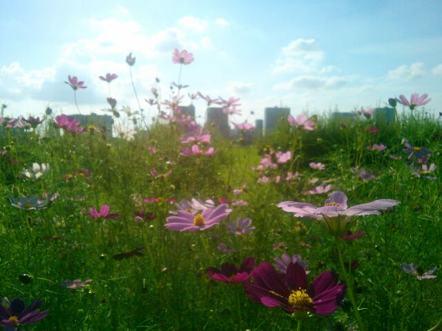 f:id:nonamed:20160905082500j:plain