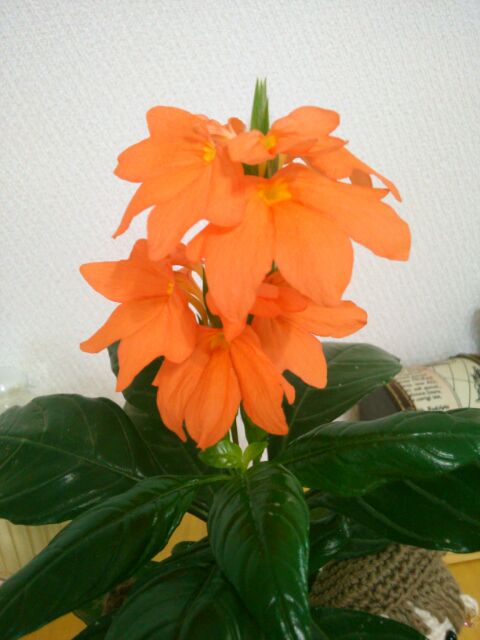 f:id:nonamed:20160915220114j:plain