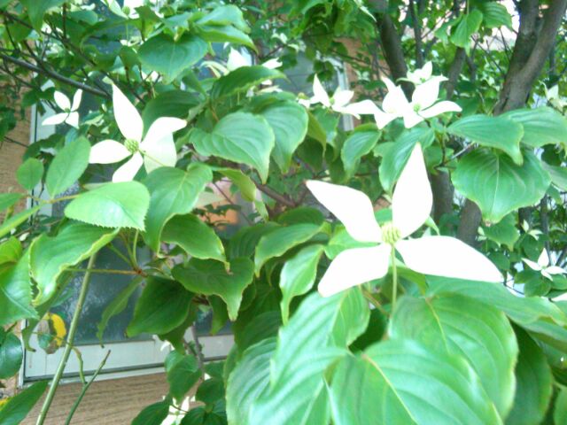 f:id:nonamed:20161018005519j:plain