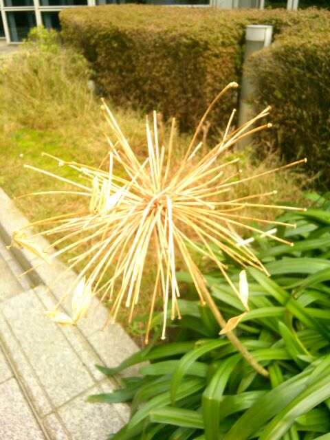 f:id:nonamed:20161028012200j:plain