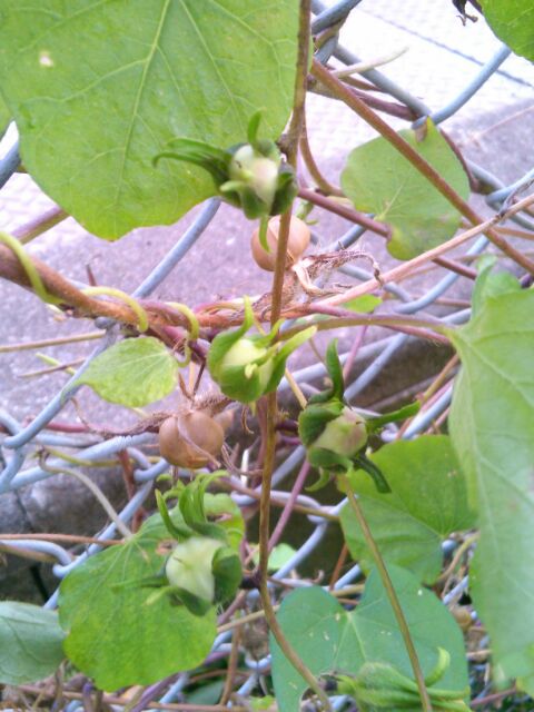 f:id:nonamed:20161028012922j:plain