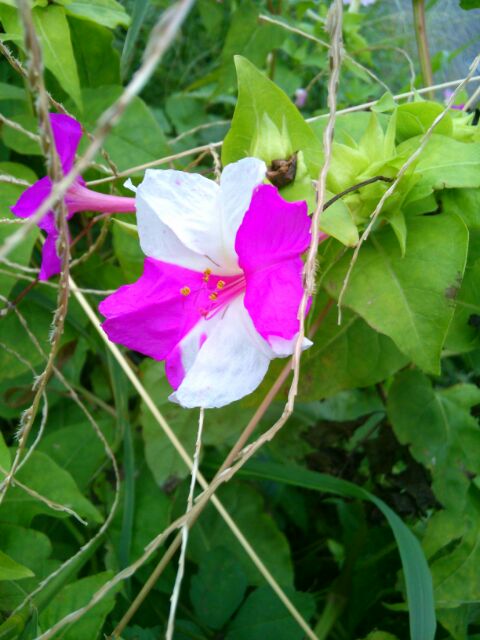 f:id:nonamed:20161105000651j:plain