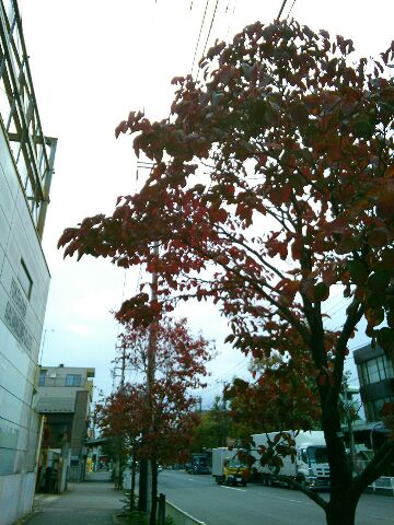 f:id:nonamed:20161110125514j:plain