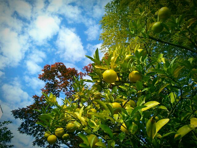 f:id:nonamed:20161112232139j:plain f:id:nonamed:20161112232139j:plain