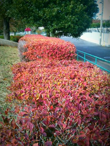 f:id:nonamed:20161112232300j:plain f:id:nonamed:20161112232300j:plain