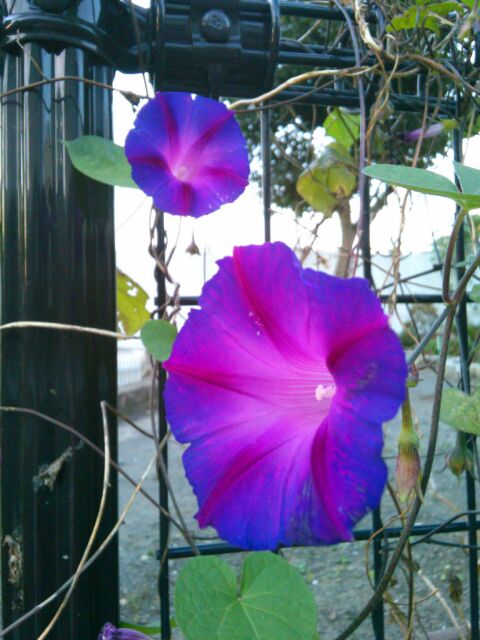 f:id:nonamed:20161122102831j:plain