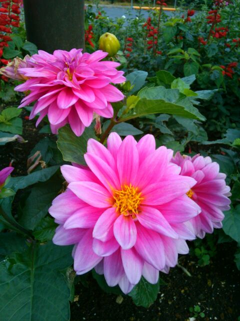 f:id:nonamed:20161129102824j:plain