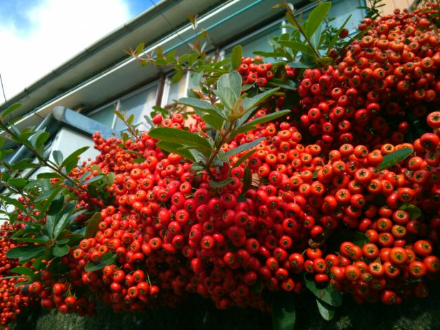 f:id:nonamed:20161129102916j:plain