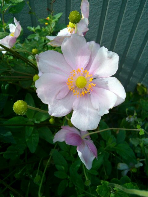 f:id:nonamed:20161129103021j:plain