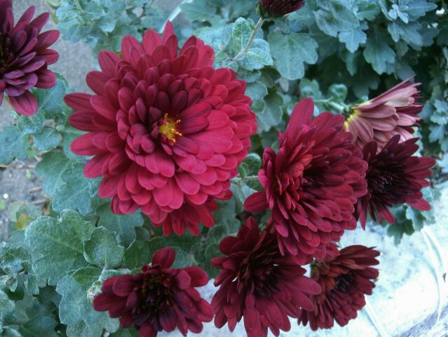 f:id:nonamed:20161220214504j:plain