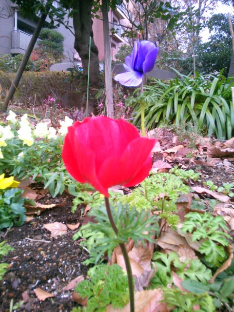 f:id:nonamed:20161222102545j:plain