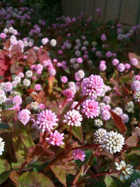 f:id:nonamed:20161231030342j:plain