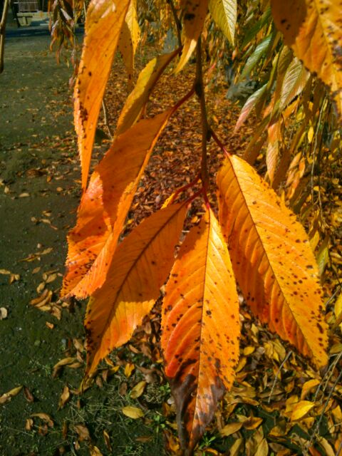 f:id:nonamed:20170129232204j:plain f:id:nonamed:20170129232204j:plain