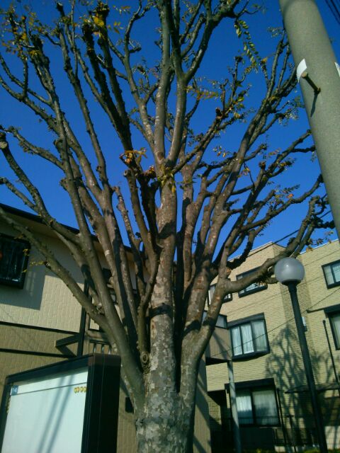 f:id:nonamed:20170129232317j:plain f:id:nonamed:20170129232317j:plain