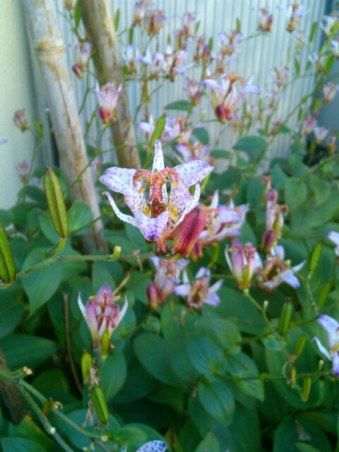 f:id:nonamed:20170129232836j:plain f:id:nonamed:20170129232836j:plain