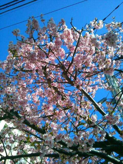 f:id:nonamed:20170213114542j:plain