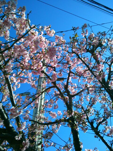 f:id:nonamed:20170213114836j:plain
