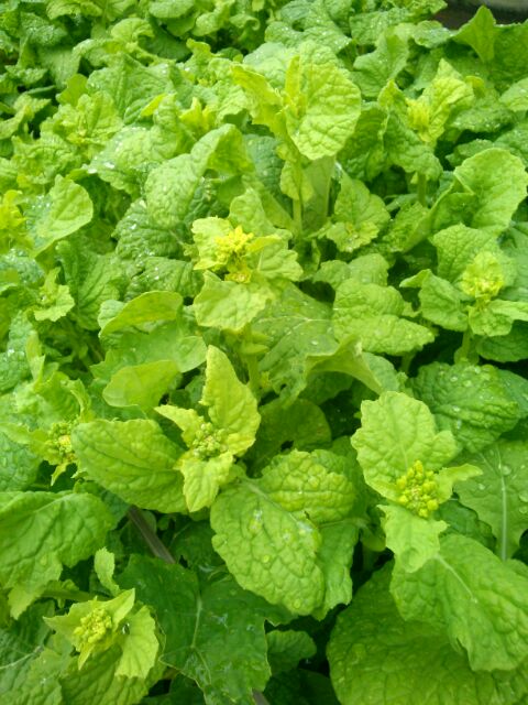 f:id:nonamed:20170302181125j:plain f:id:nonamed:20170302181125j:plain