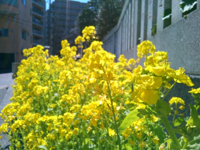 f:id:nonamed:20170309210813j:plain