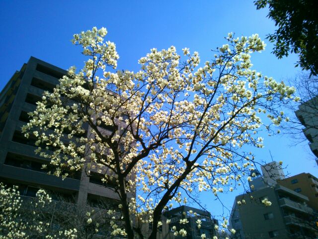 f:id:nonamed:20170309210942j:plain