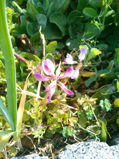 f:id:nonamed:20170322132408j:plain