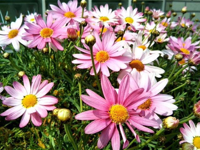 f:id:nonamed:20170325095631j:plain