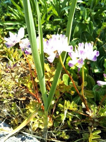 f:id:nonamed:20170330134914j:plain